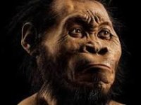 homo-naledi.jpeg