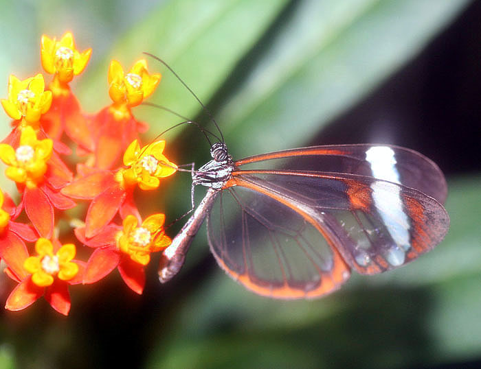 schmetterling10klein.jpg