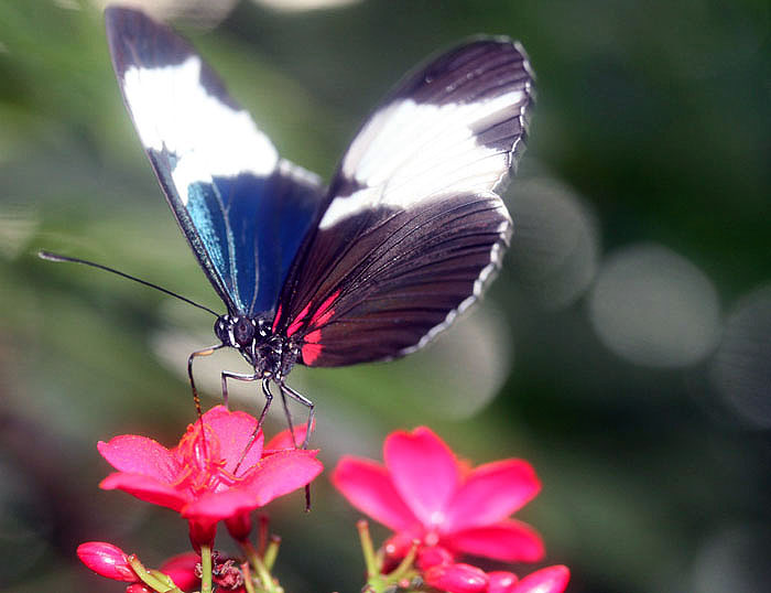 schmetterling3klein.jpg