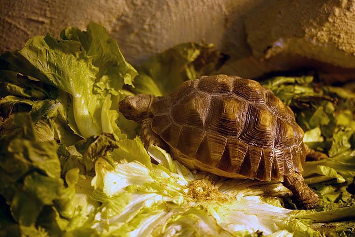 schildkroete4klein.jpg