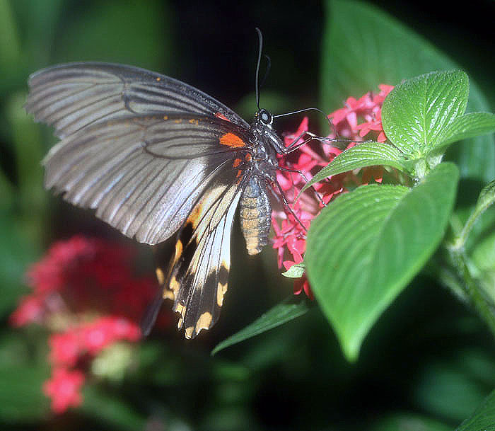 schmetterling13klein.jpg