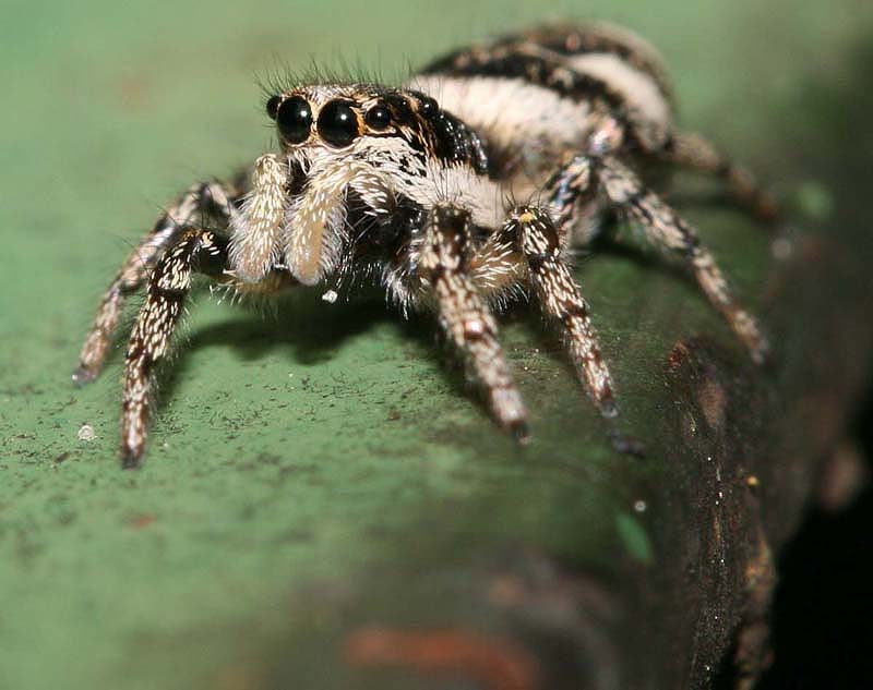 springspinne_800.jpg