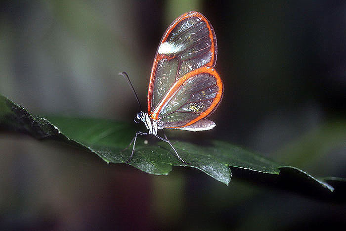 schmetterling12klein.jpg