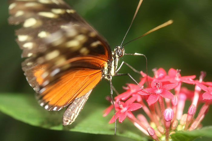 schmetterling1klein.jpg