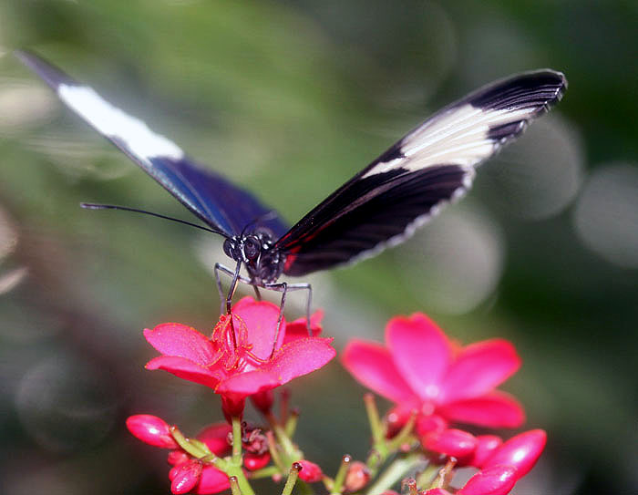 schmetterling2klein.jpg