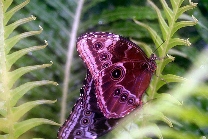 schmetterling24klein.jpg