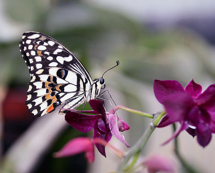 schmetterling5klein.jpg